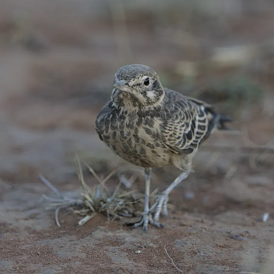 File:Dusky lark, Pinarocorys nigricans, at Loodswaai Game Reserve, Gauteng, South Africa - 50905750337.jpg