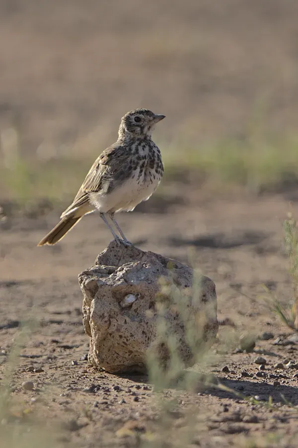 File:Dusky lark, Pinarocorys nigricans, at Loodswaai Game Reserve, Gauteng, South Africa - 50904923043.jpg