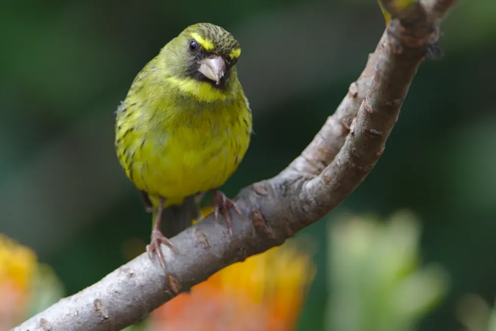File:Forest canary, Crithagra scotops, male at Kirstenbosch - 49024620363.jpg