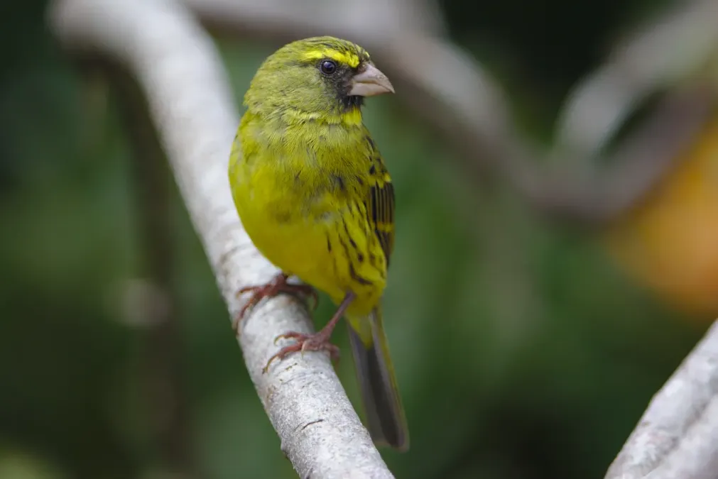 File:Forest canary, Crithagra scotops, male at Kirstenbosch - 49024620073.jpg
