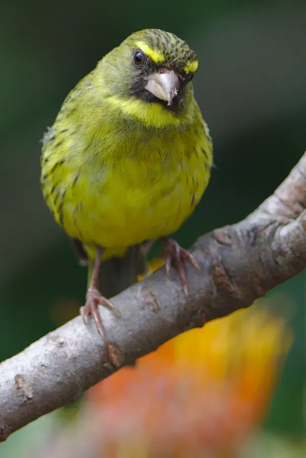 File:Forest canary, Crithagra scotops, male at Kirstenbosch - 49024619718.jpg