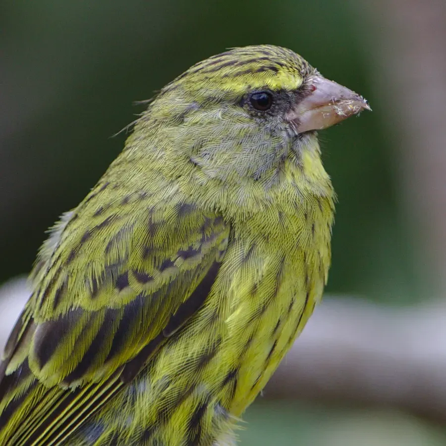 File:Forest canary, Crithagra scotops, female at Kirstenbosch - 49025133001.jpg