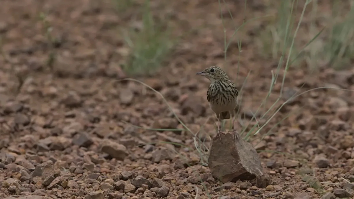 File:Bushveld pipit, Anthus caffer, at Loodswaai Game Reserve, Gauteng, South Africa.jpg
