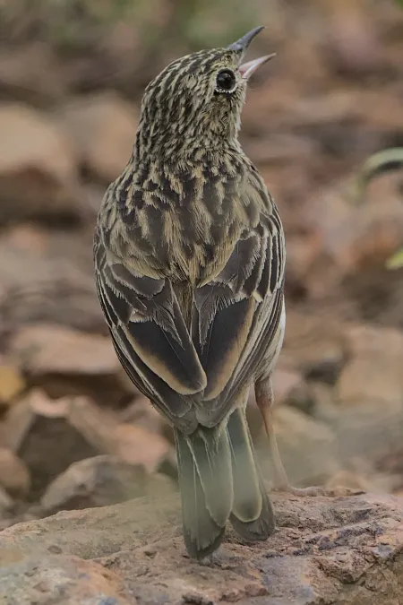 File:Bushveld pipit, Anthus caffer, at Loodswaai Game Reserve, Gauteng, South Africa - 50962216337.jpg
