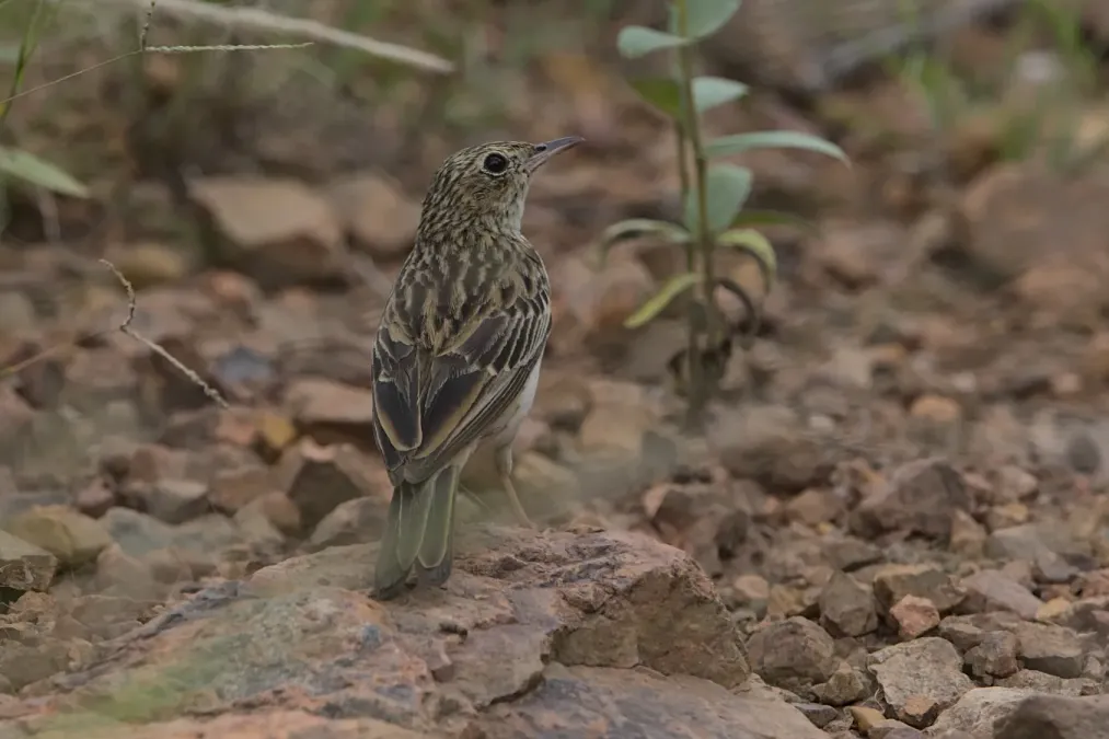 File:Bushveld pipit, Anthus caffer, at Loodswaai Game Reserve, Gauteng, South Africa - 50962216262.jpg