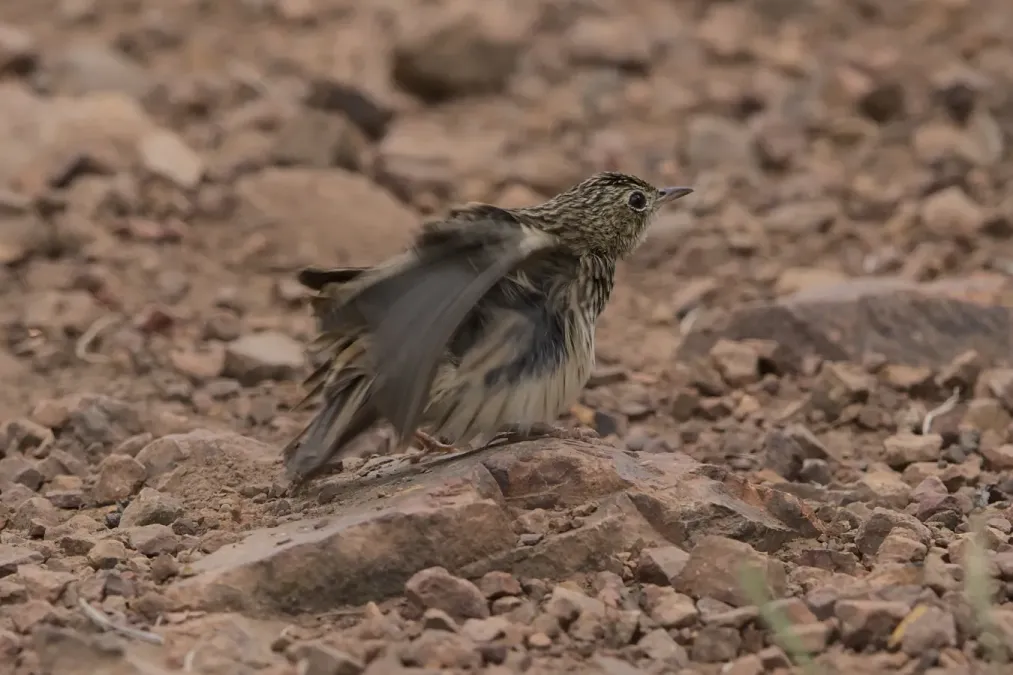 File:Bushveld pipit, Anthus caffer, at Loodswaai Game Reserve, Gauteng, South Africa - 50961405733.jpg