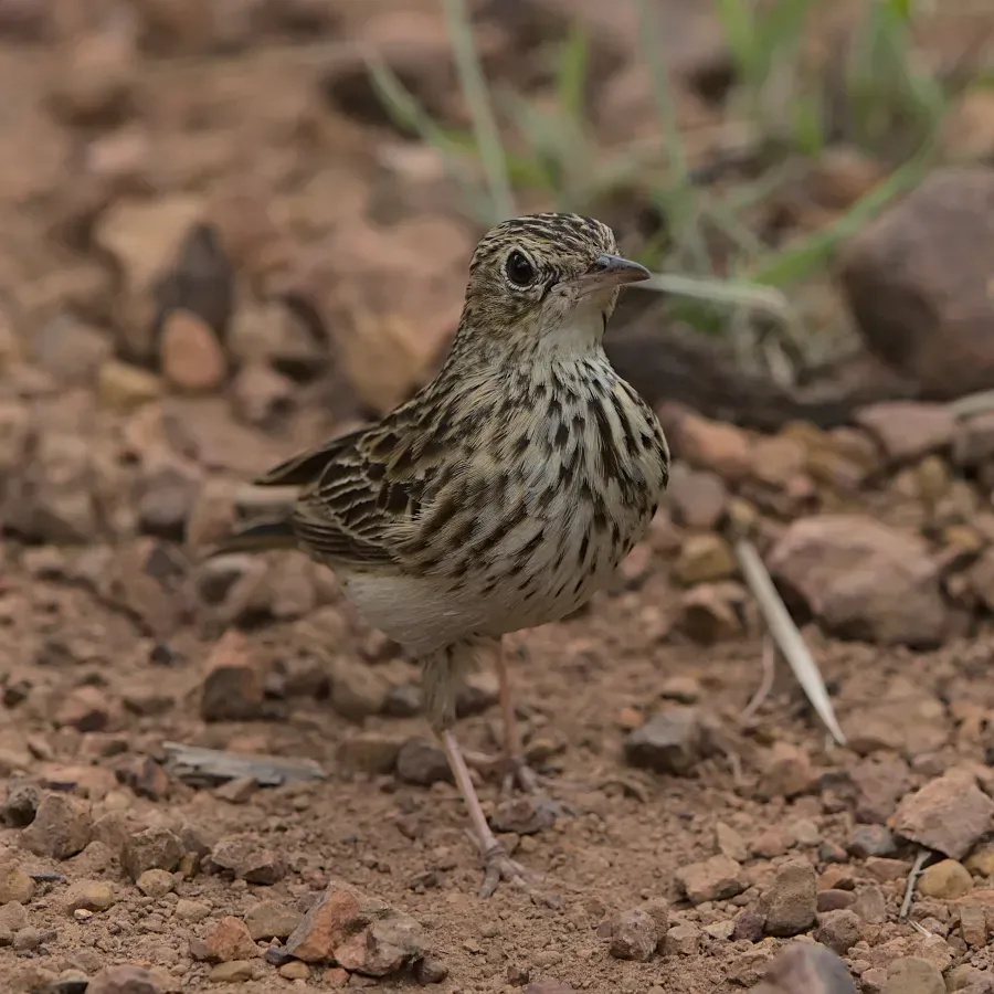 File:Bushveld pipit, Anthus caffer, at Loodswaai Game Reserve, Gauteng, South Africa - 50961405628.jpg