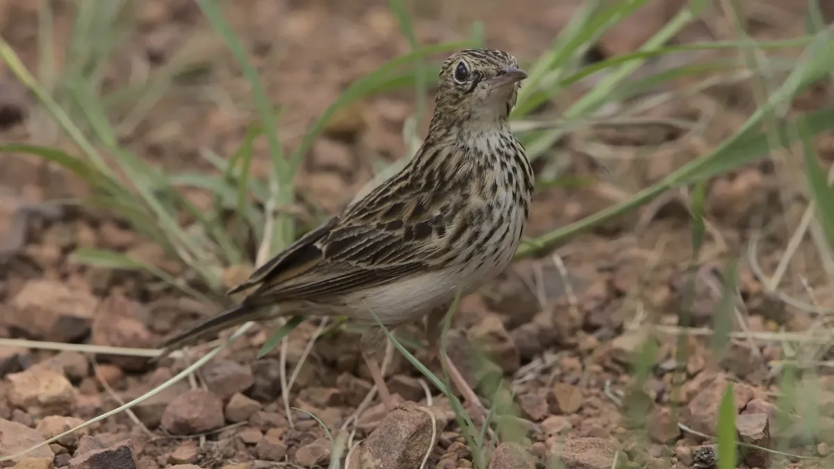 File:Bushveld pipit, Anthus caffer, at Loodswaai Game Reserve, Gauteng, South Africa - 50962216057.jpg