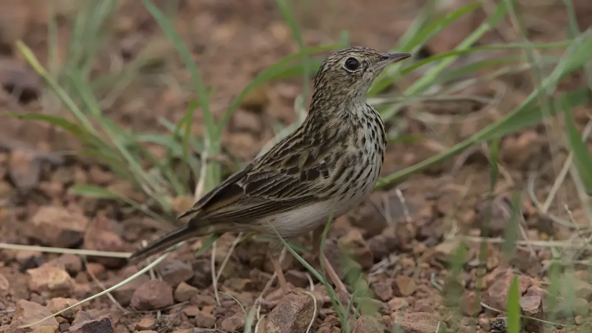 File:Bushveld pipit, Anthus caffer, at Loodswaai Game Reserve, Gauteng, South Africa - 50962215862.jpg
