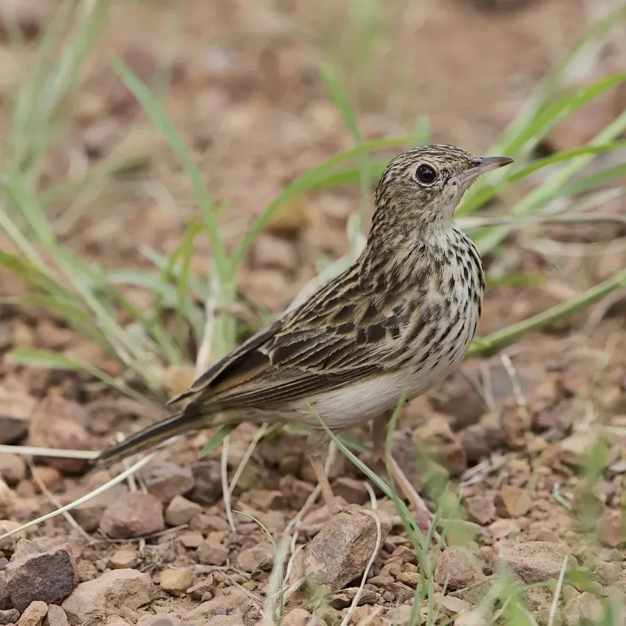 File:Bushveld pipit, Anthus caffer, at Loodswaai Game Reserve, Gauteng, South Africa - 50962215947.jpg