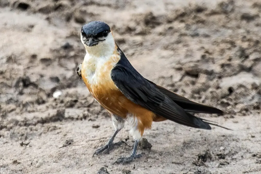 File:Cecropis senegalensis 230444608.jpg