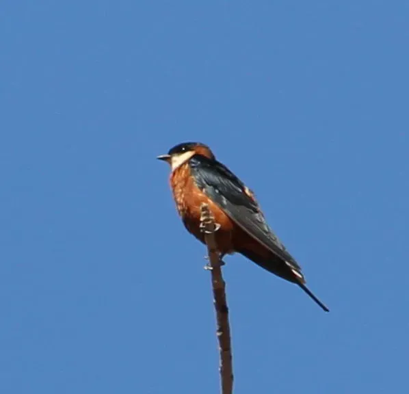 File:Cecropis senegalensis monteiri 15424238.jpg