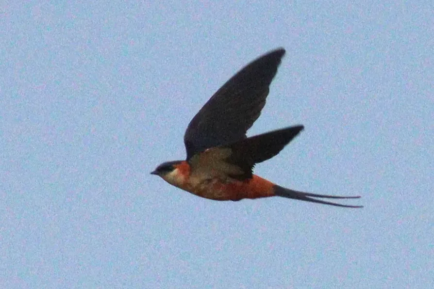 File:Cecropis senegalensis 190287041.jpg