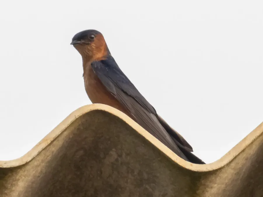 File:Cecropis hyperythra 62169692.jpg