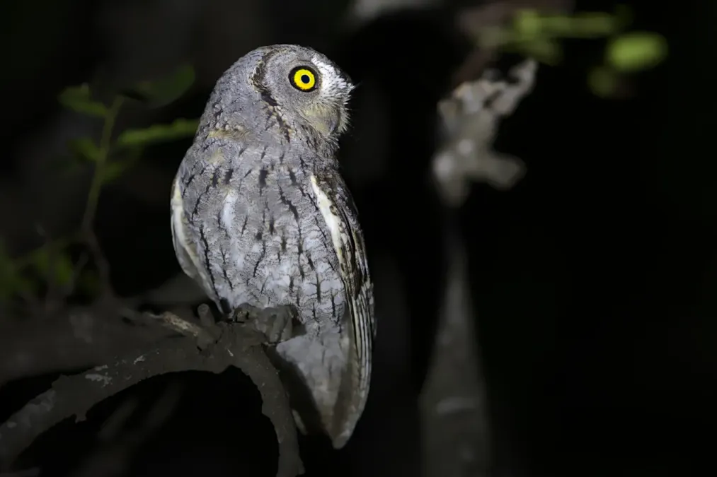 File:African scops owl (Otus senegalensis) at Kruger National Park, South Africa. - 51255955957.jpg