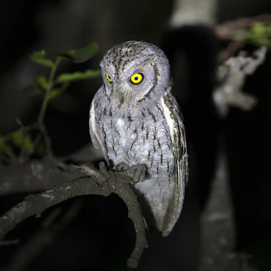 File:African scops owl (Otus senegalensis) at Kruger National Park, South Africa.jpg