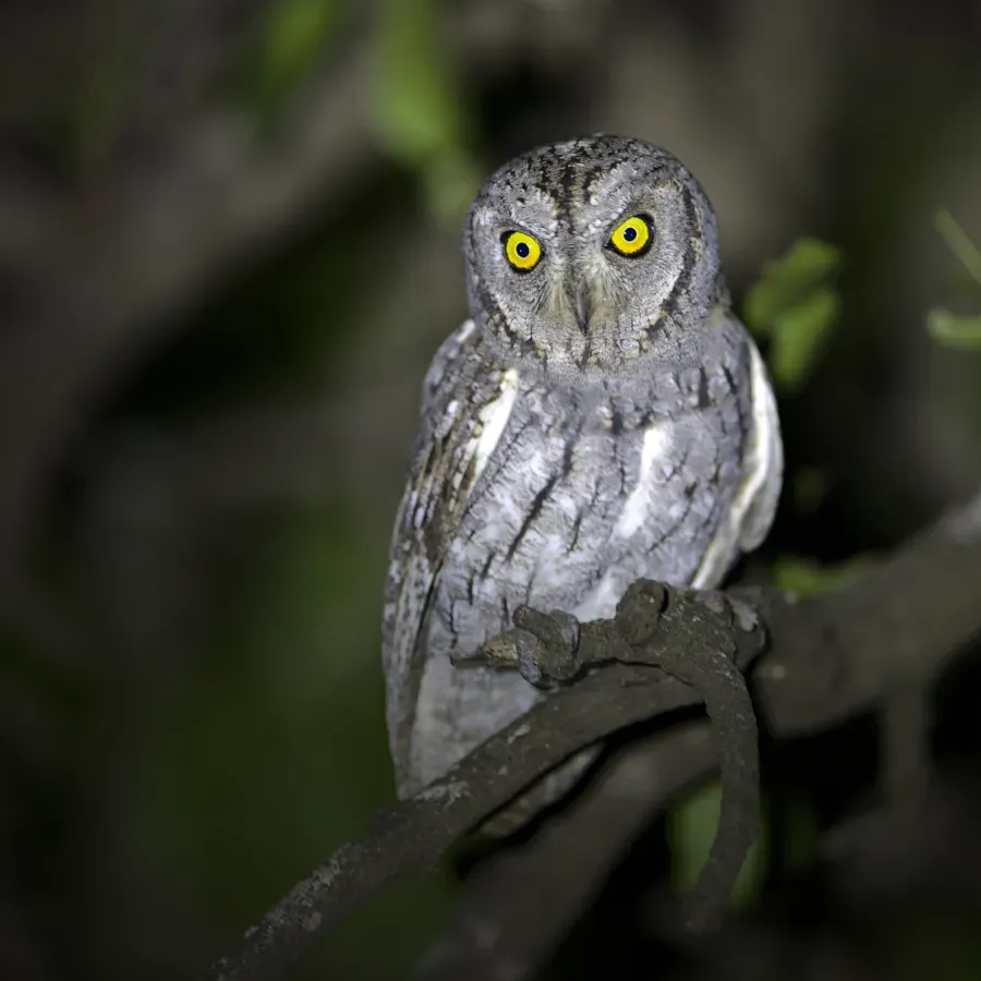 File:African scops owl (Otus senegalensis) at Kruger National Park, South Africa. - 51255956267.jpg