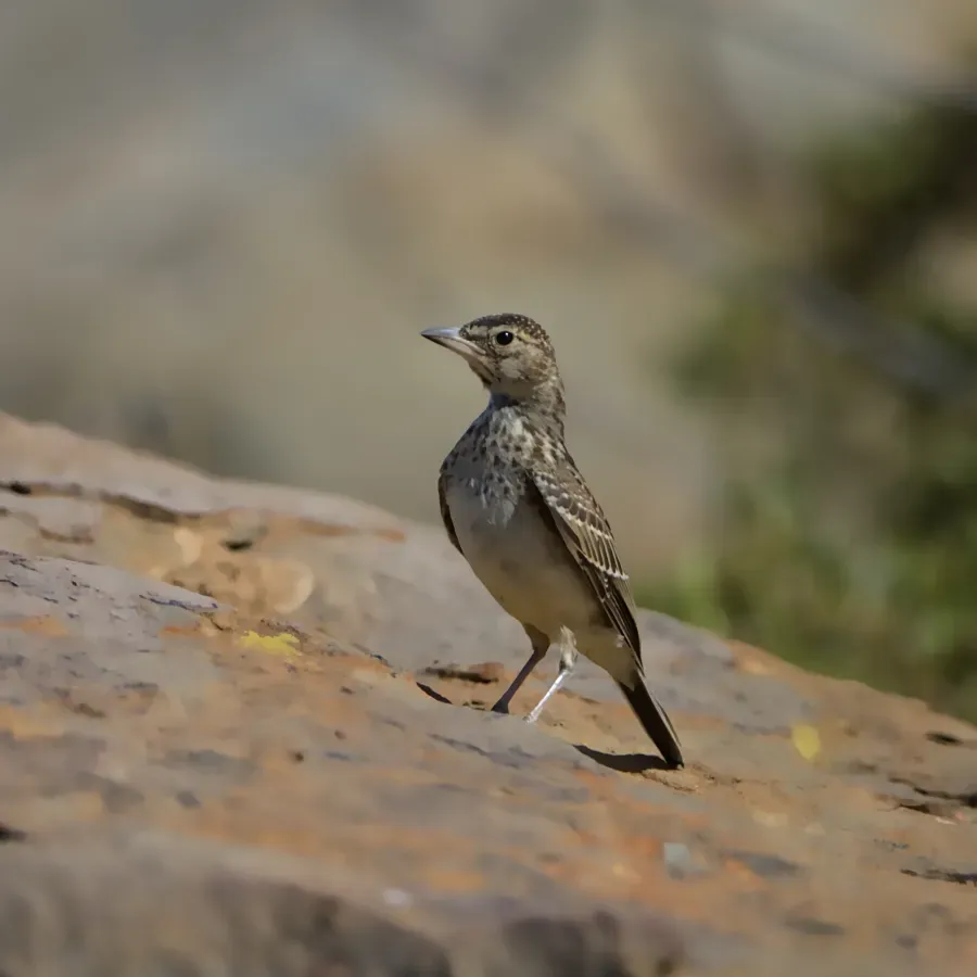 File:Large-billed lark, Galerida magnirostris, at Tankwa Karoo National Park. - 50838747447.jpg