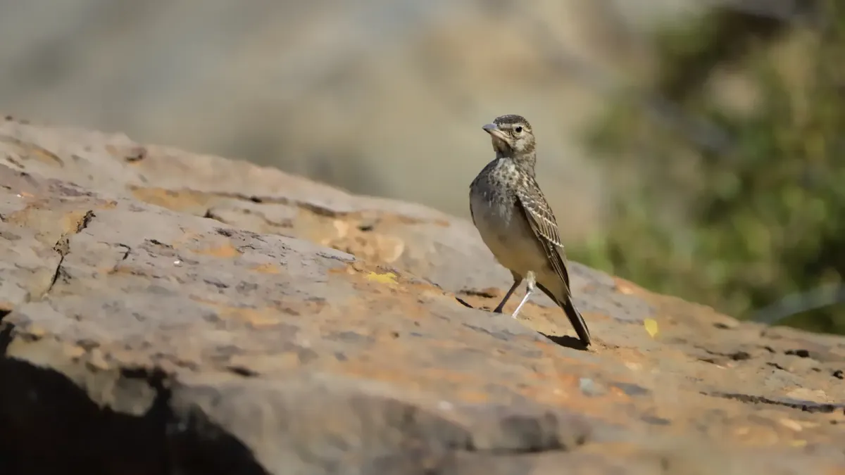 File:Large-billed lark, Galerida magnirostris, at Tankwa Karoo National Park. - 50838664406.jpg