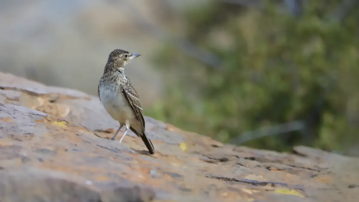 File:Large-billed lark, Galerida magnirostris, at Tankwa Karoo National Park. - 50837936478.jpg