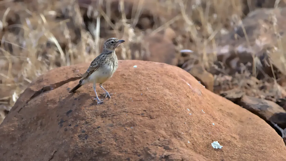 File:Large-billed lark, Galerida magnirostris, at Tankwa Karoo National Park. - 50837936358.jpg