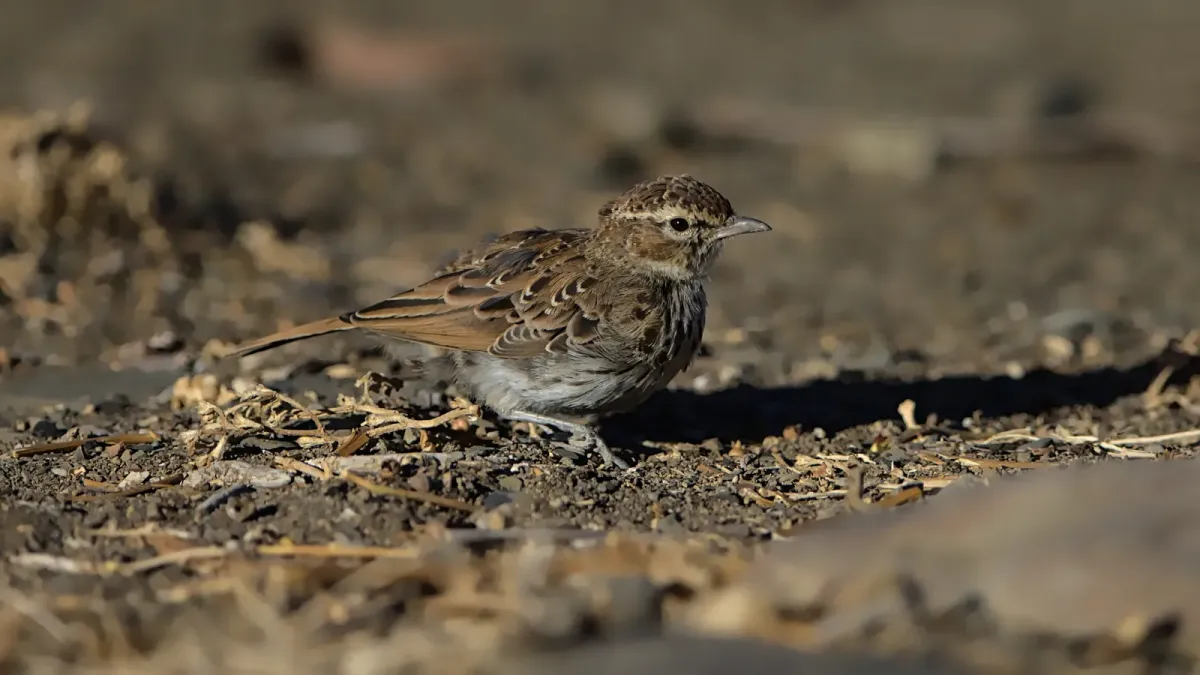 File:Karoo lark, Calendulauda albescens, at Pyper se Boom in the Takawa Karoo National Park, South Africa. - 50838765092.jpg