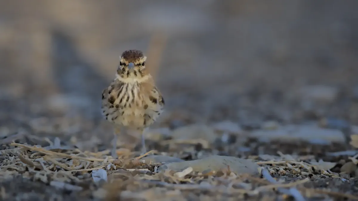 File:Karoo lark, Calendulauda albescens, at Pyper se Boom in the Takawa Karoo National Park, South Africa. - 50838681801.jpg