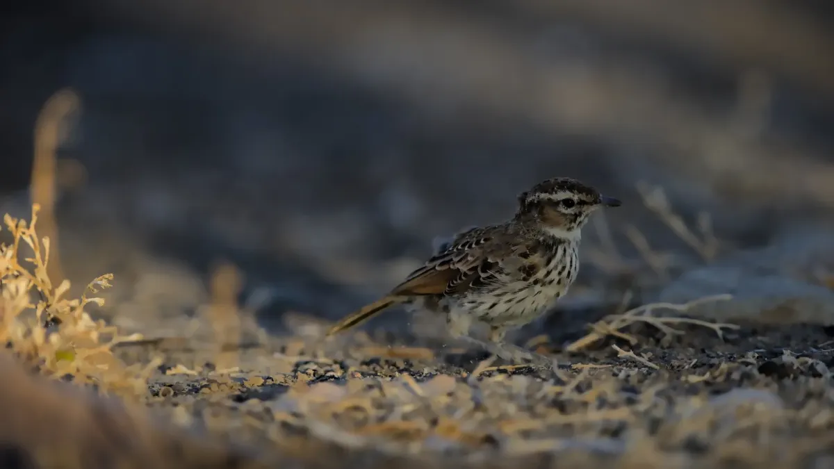 File:Karoo lark, Calendulauda albescens, at Pyper se Boom in the Takawa Karoo National Park, South Africa. - 50838765162.jpg