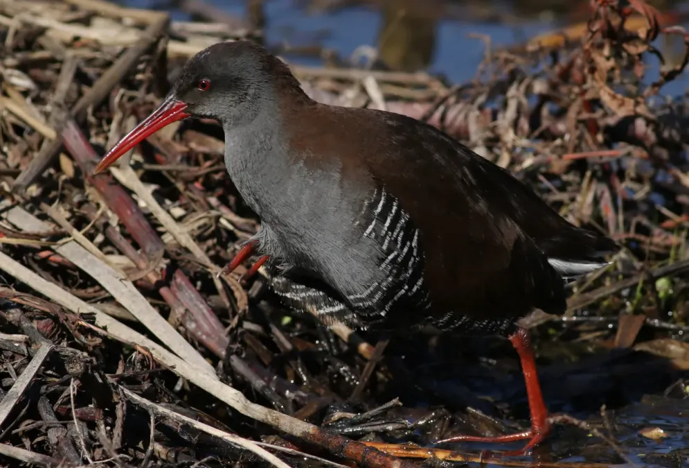 File:African Rail, Rallus caerulescens at Marievale Nature Reserve, Gauteng, South Africa - 27771875870.jpg