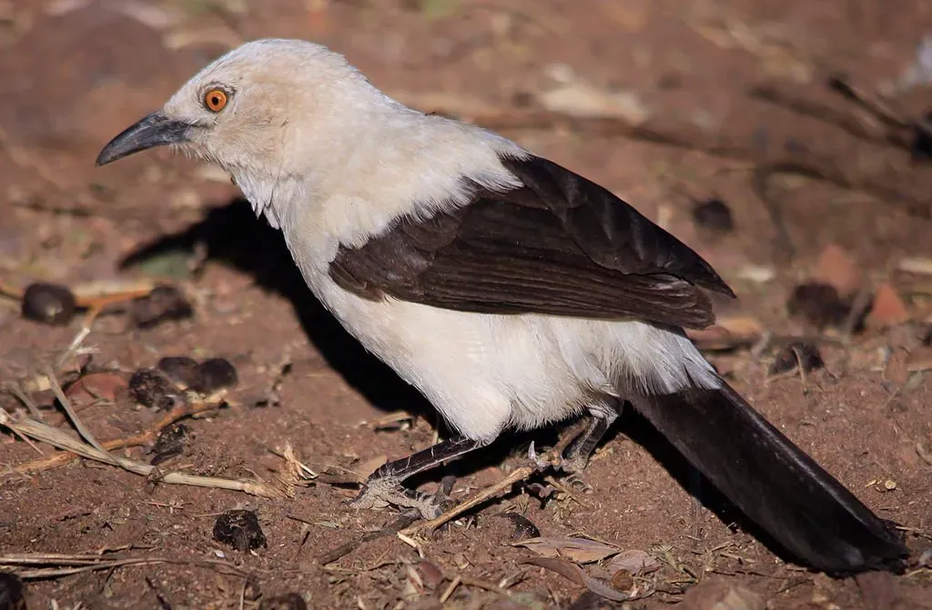 File:Southern Pied-babbler, Turdoides bicolor at Marakele National Park, South Africa - 7745672892.jpg