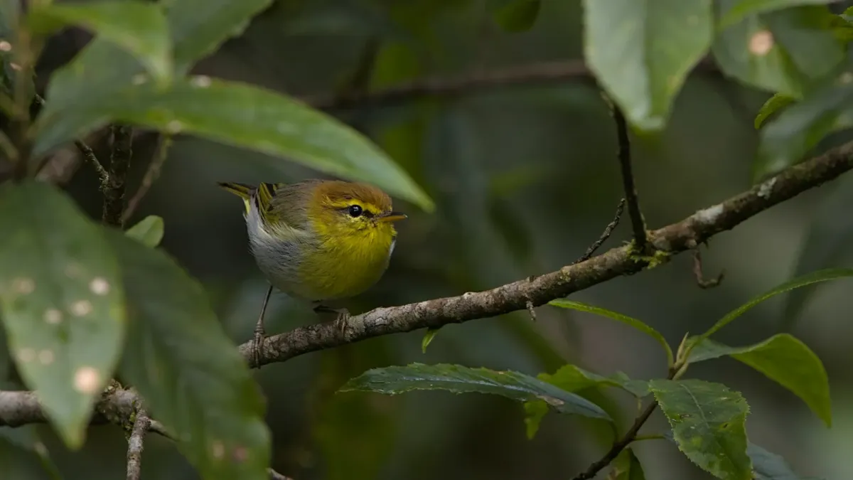 File:Yellow-throated woodland warbler, Phylloscopus ruficapilla, in the afromontane forest at Mariepskop, South Africa.jpg