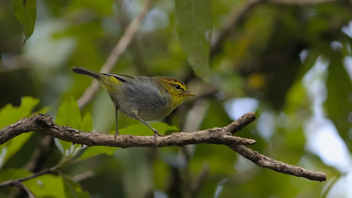 File:Yellow-throated woodland warbler, Phylloscopus ruficapilla, in t.jpg