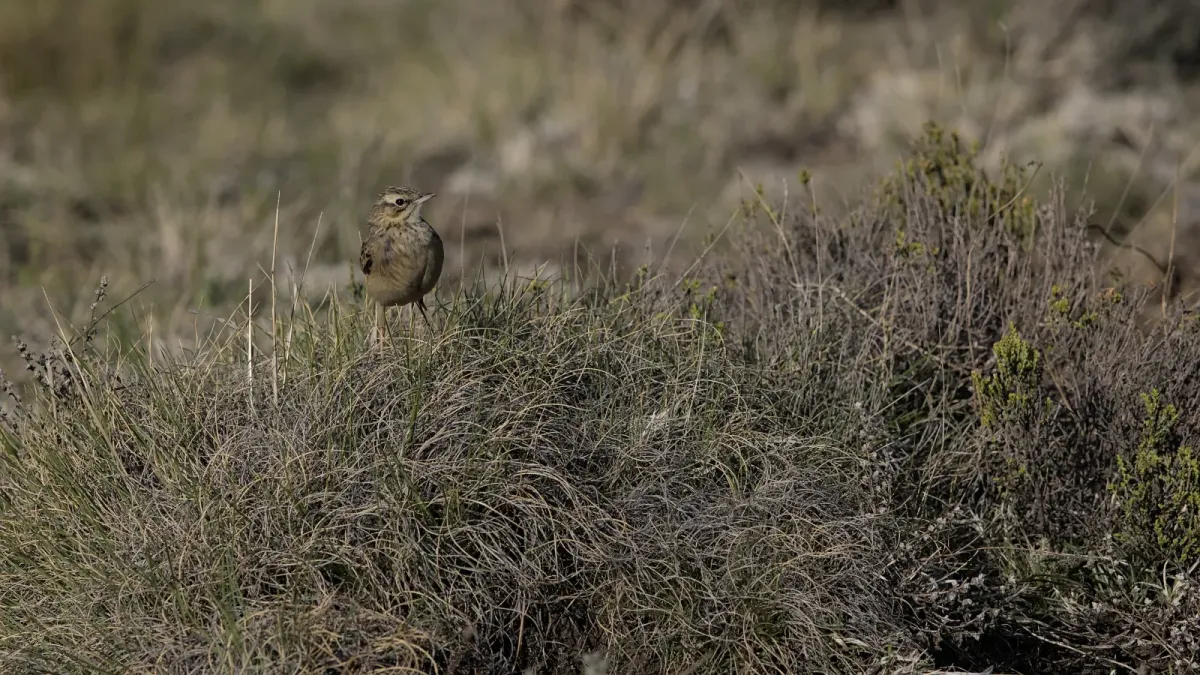 File:Mountain pipit, Anthus hoeschi, at Naude's Nek, southern Drakensberg, Eastern Cape, South Africa.jpg