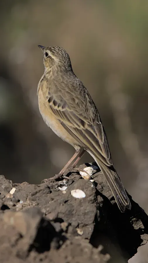 File:Mountain pipit, Anthus hoeschi, at Naude's Nek, southern Drakensberg, Eastern Cape, South Africa. - 51852147048.jpg