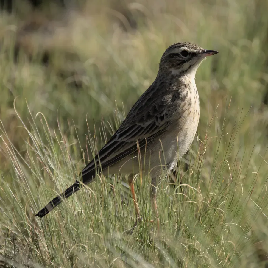 File:Mountain pipit, Anthus hoeschi, at Naude's Nek, southern Drakensberg, Eastern Cape, South Africa. - 51852149593.jpg