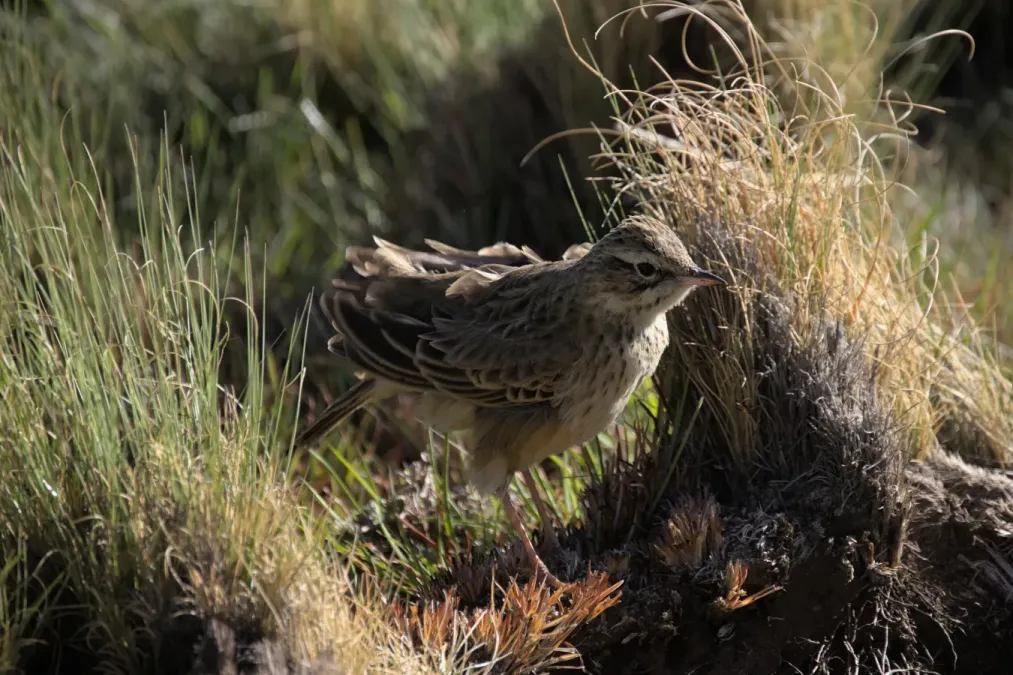 File:Mountain pipit, Anthus hoeschi, at Naude's Nek, southern Drakensberg, Eastern Cape, South Africa. - 51852078071.jpg