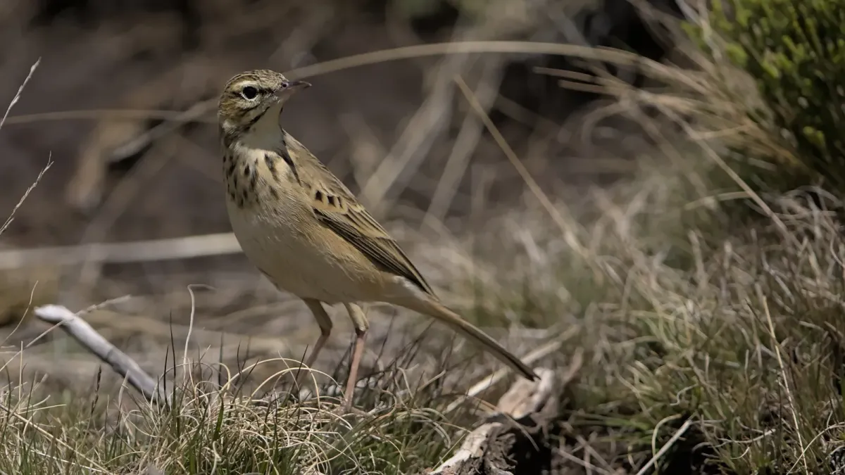 File:Mountain pipit, Anthus hoeschi, at Naude's Nek, southern Drakensberg, Eastern Cape, South Africa. - 51852150503.jpg