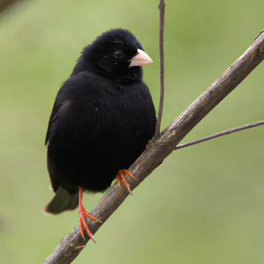 File:Dusky indigobird, Vidua funerea, on the lower slopes of Mariepskop, Hoedspruit, Limpopo, South Africa.jpg