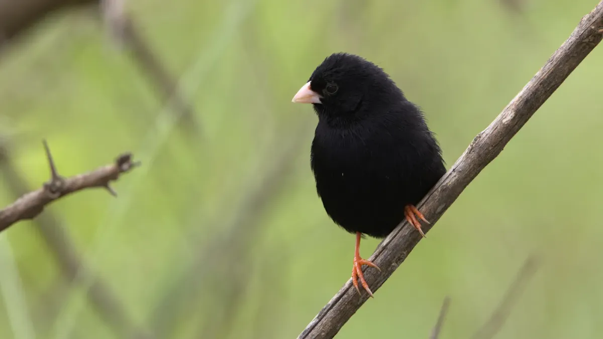 File:Dusky indigobird, Vidua funerea, on the lower slopes of Mariepskop, Hoedspruit, Limpopo, South Africa. - 51838438084.jpg