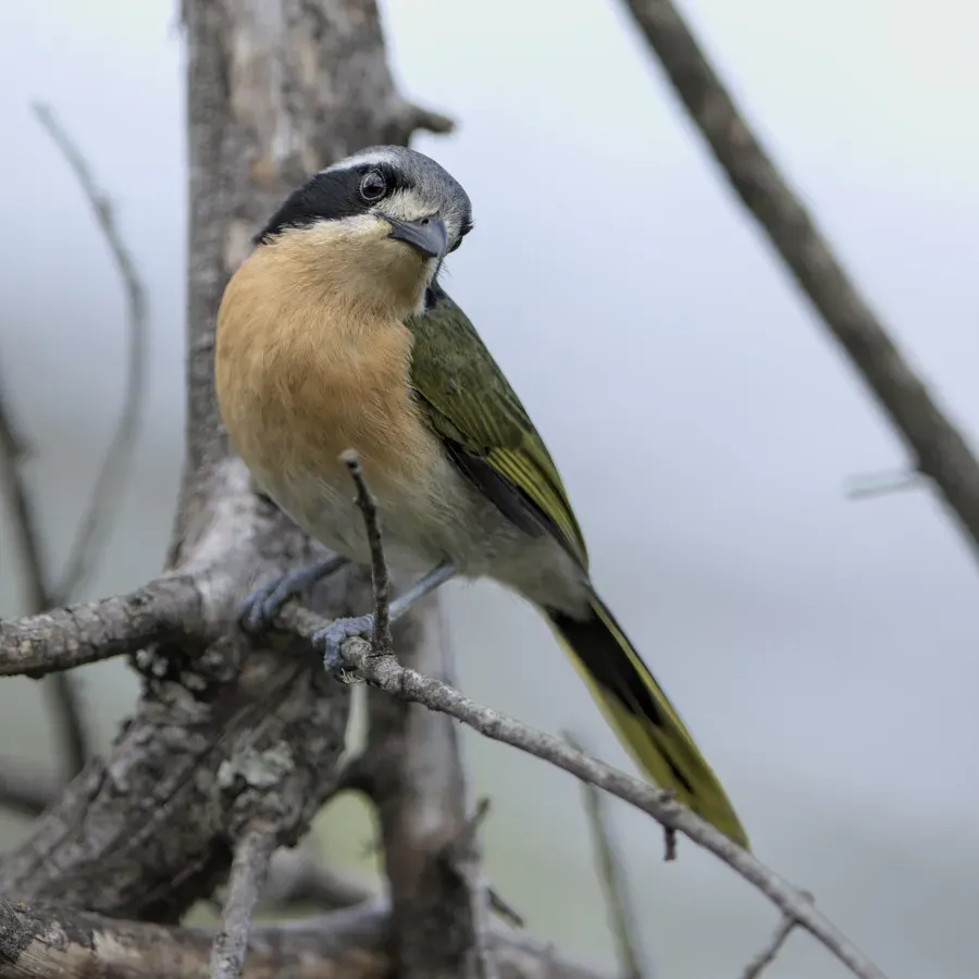 File:Olive bushshrike, Chlorophoneus olivaceus, Mariepskop slopes, Limpopo, South Africa - 51821297502.jpg