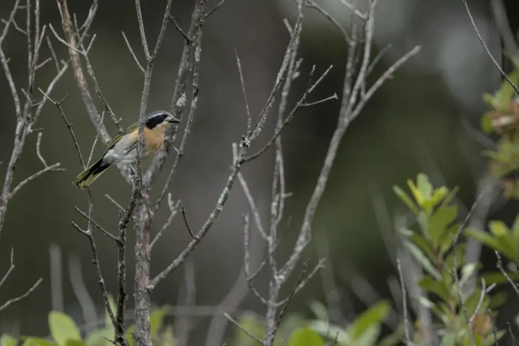 File:Olive bushshrike, Chlorophoneus olivaceus, Mariepskop slopes, Limpopo, South Africa - 51822357588.jpg