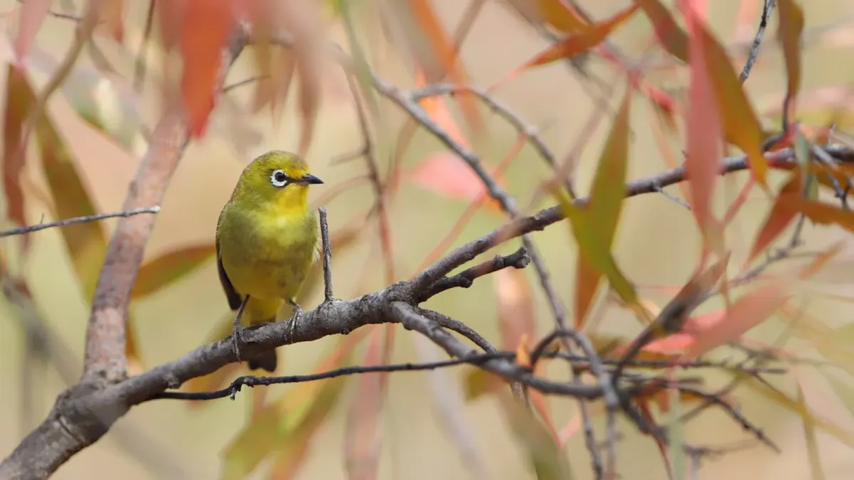 File:Cape White-eye, Zosterops pallidus, at Loodswaai Game Reserve, Gauteng, South Africa - 50559206827.jpg