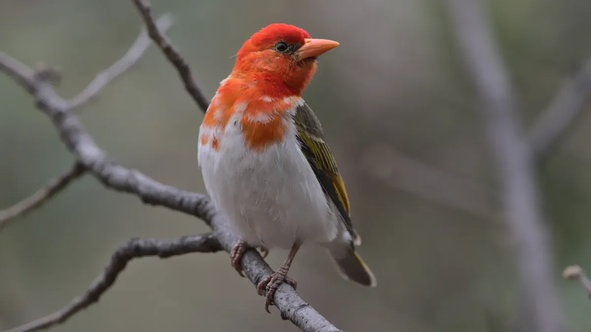 File:Red-headed weaver, Anaplectes rubriceps, at Loodswaai Game Reserve, Gauteng, South Africa.jpg