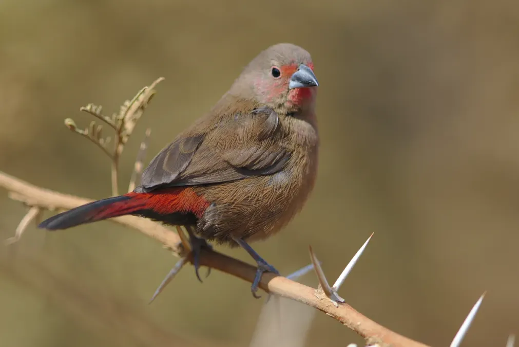 File:Jameson's Firefinch, Lagonosticta rhodopareia, at Pilanesberg National Park, South Africa. - 49340761551.jpg