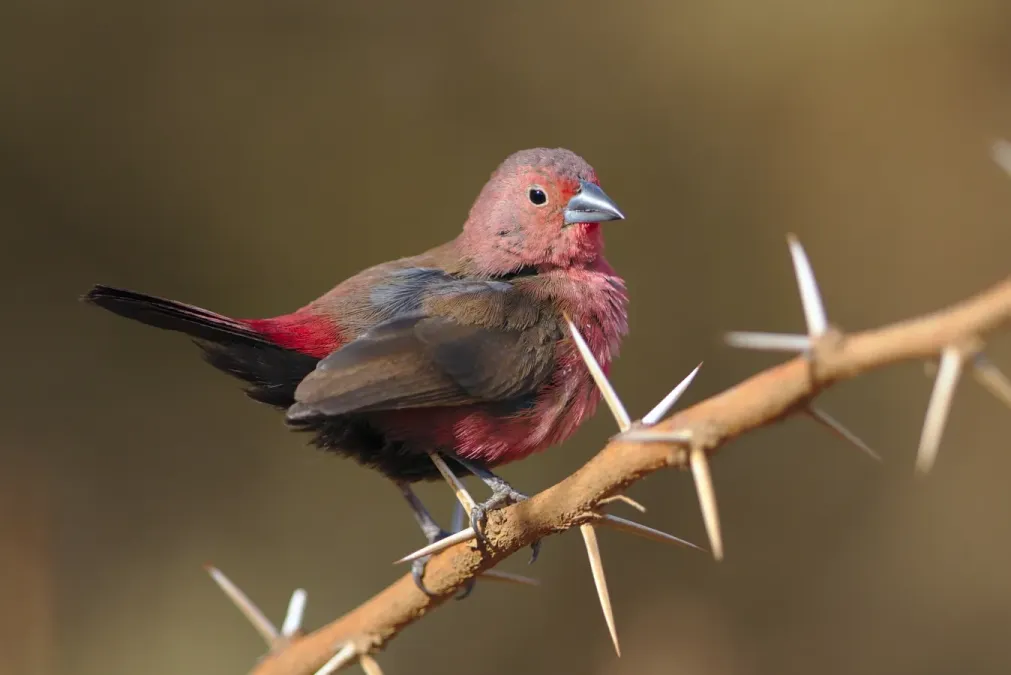 File:Jameson's Firefinch, Lagonosticta rhodopareia, at Pilanesberg National Park, South Africa. - 49340761061.jpg