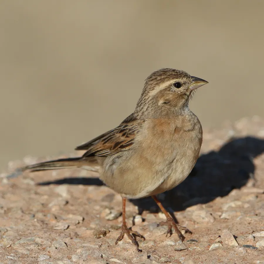File:Lark-like bunting, Emberiza impetuani, at Kgalagadi Transfrontier Park, Northern Cape, South Africa.jpg