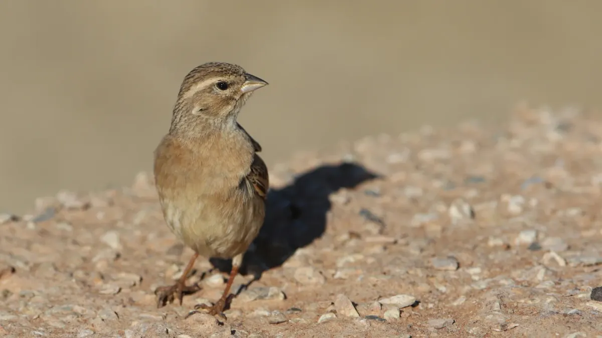 File:Lark-like bunting, Emberiza impetuani, at Kgalagadi Transfrontier Park, Northern Cape, South Africa. - 49038135481.jpg