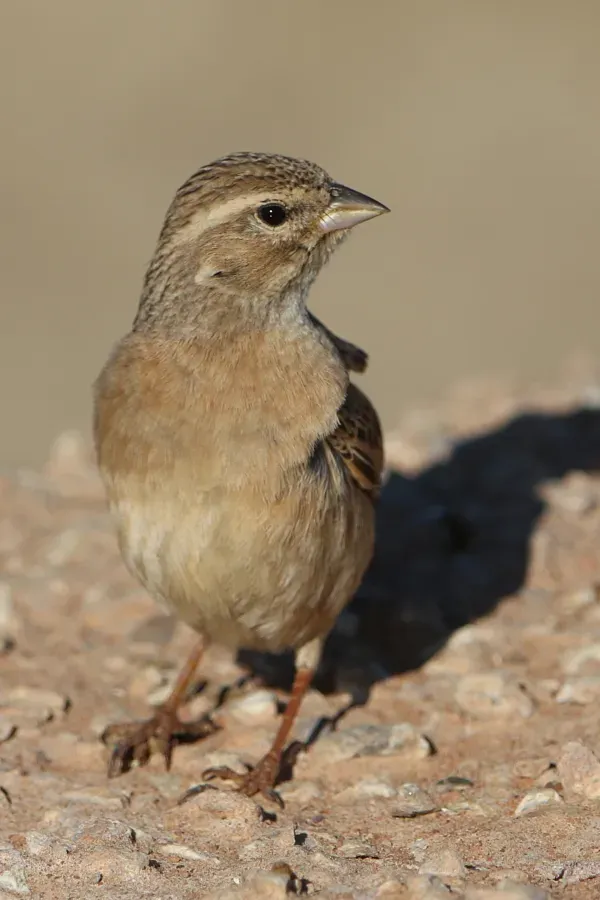 File:Lark-like bunting, Emberiza impetuani, at Kgalagadi Transfrontier Park, Northern Cape, South Africa. - 49037632703.jpg