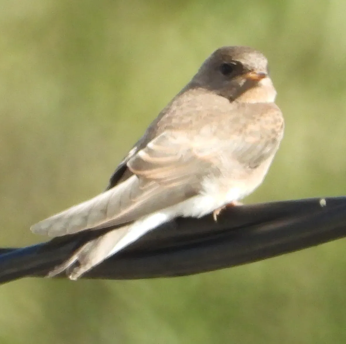 File:Riparia paludicola 152248896.jpg