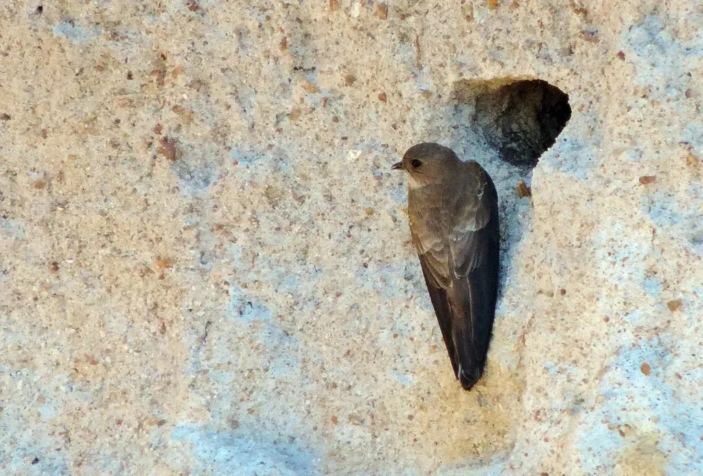 File:Riparia paludicola 70895157.jpg
